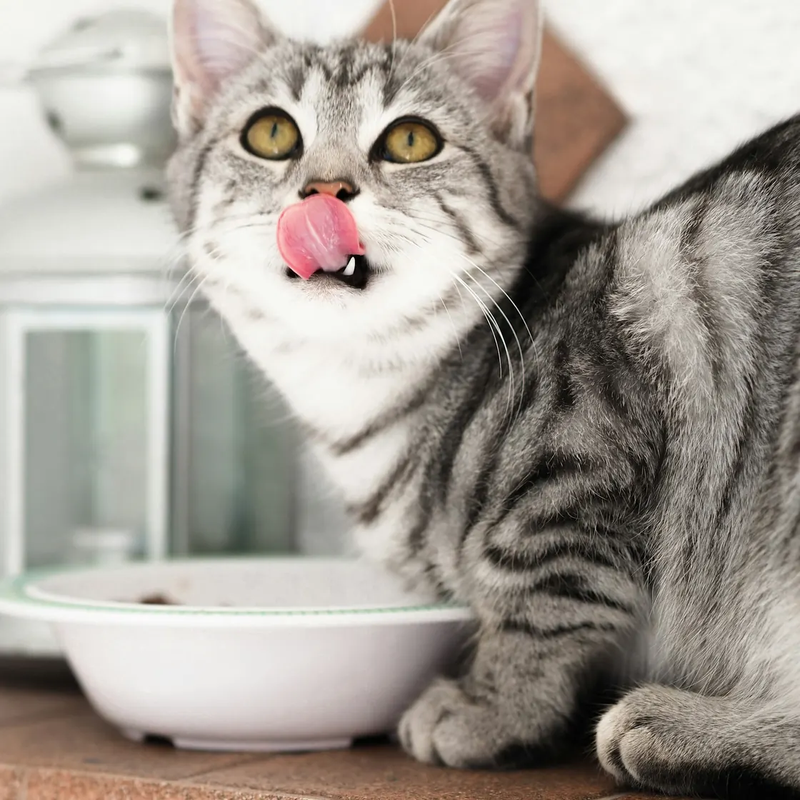 A tabby cat licking its lips over a bowl of food