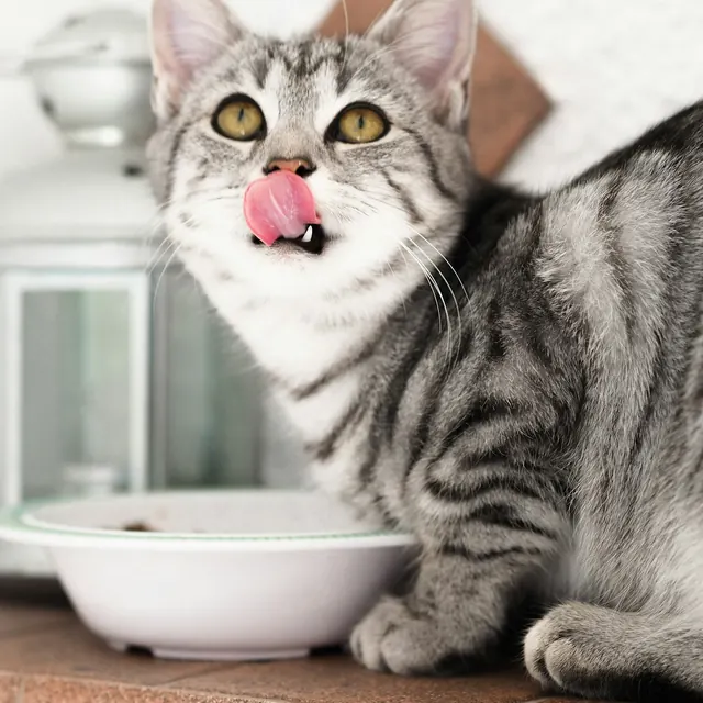 A tabby cat beside a bowl of food