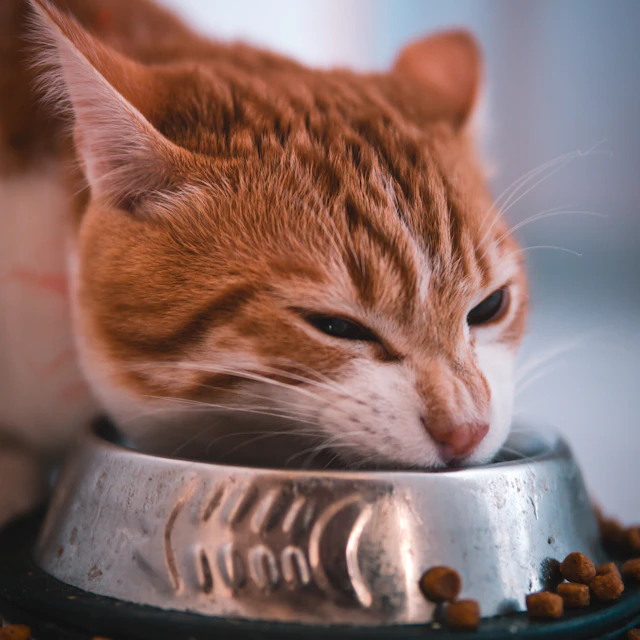 A ginger cat eating dry food from a metal bowl