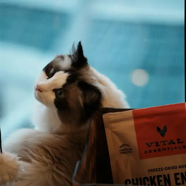 Grain-free diets and canine DCM