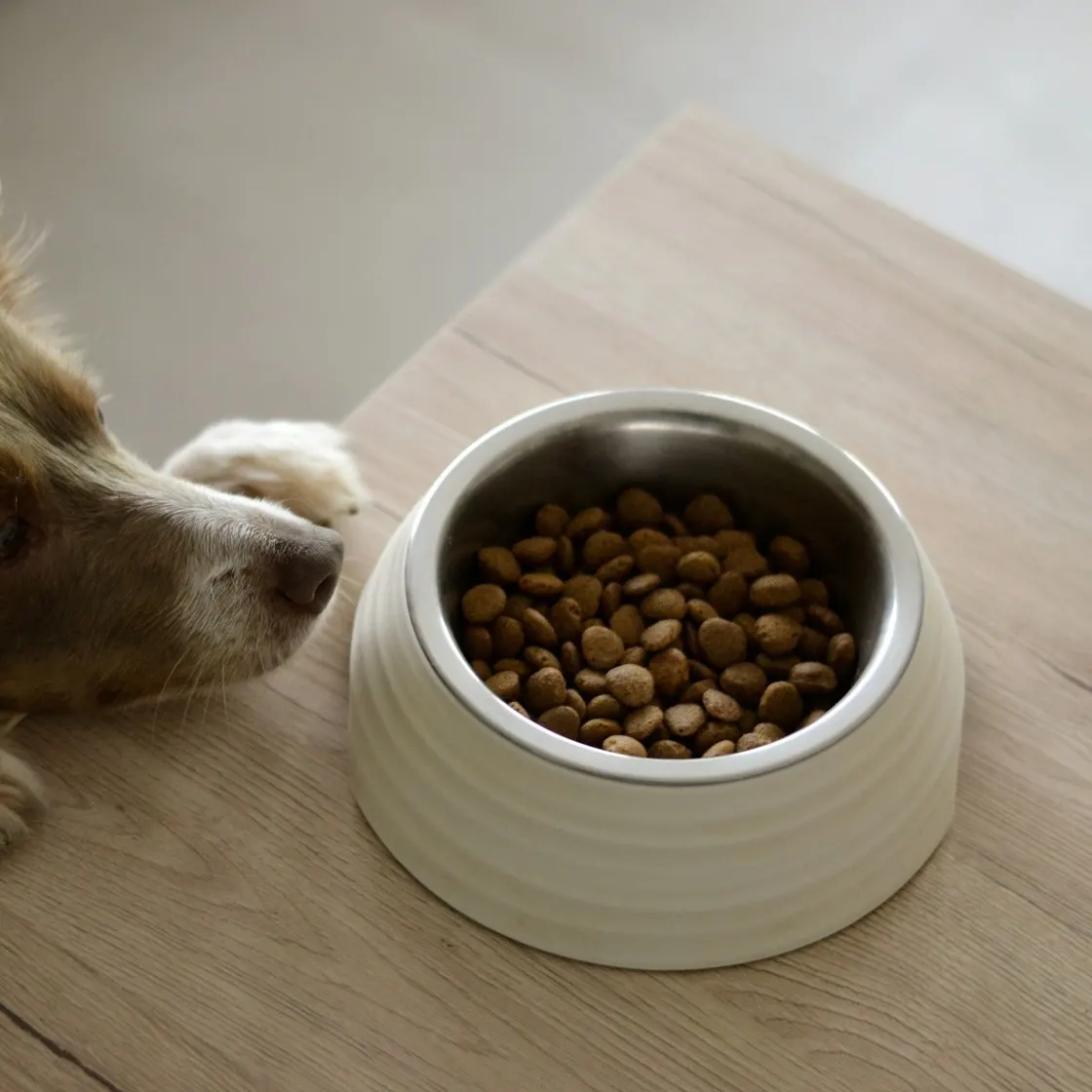 A dog resting its head beside a ceramic bowl of dry food