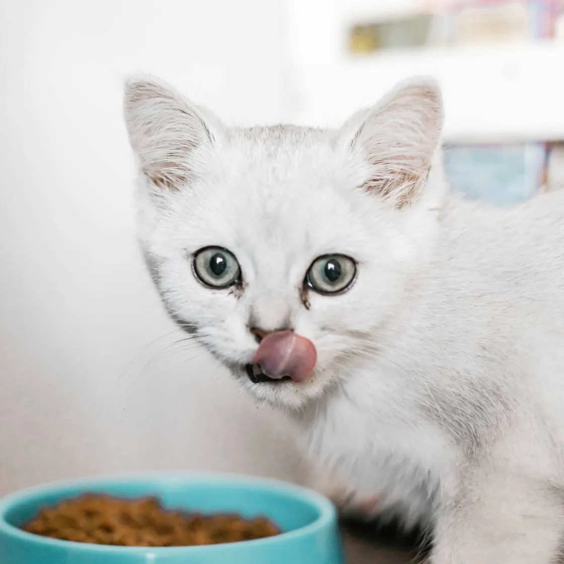 A white kitten pausing over a bowl of new food