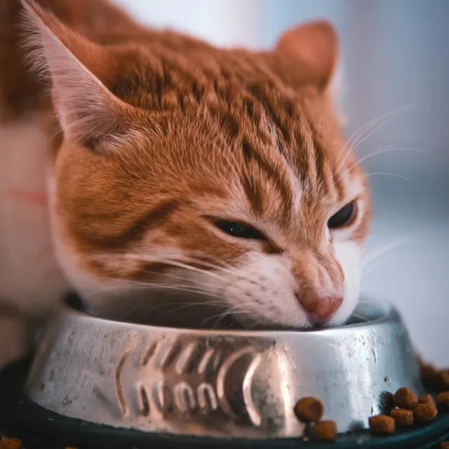 A cat eating from a metal bowl