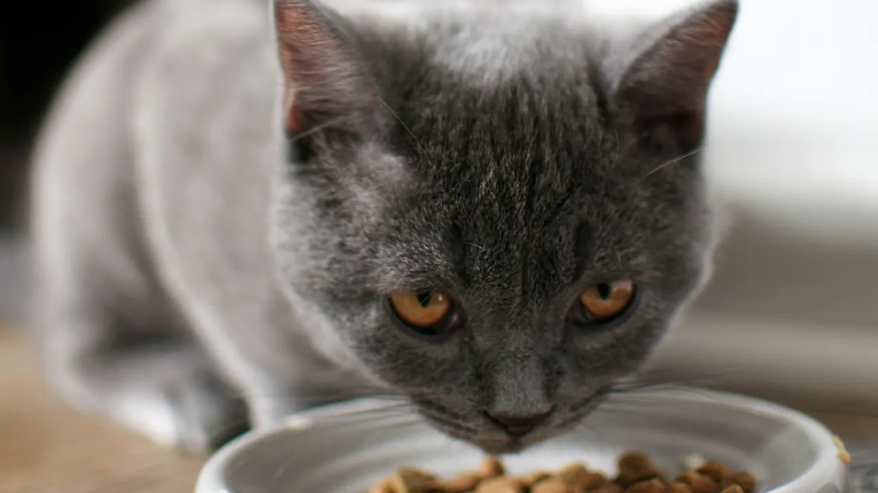 A grey cat eating kibble from a white bowl