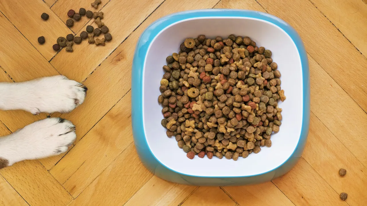 A bowl of dry pet food seen from above