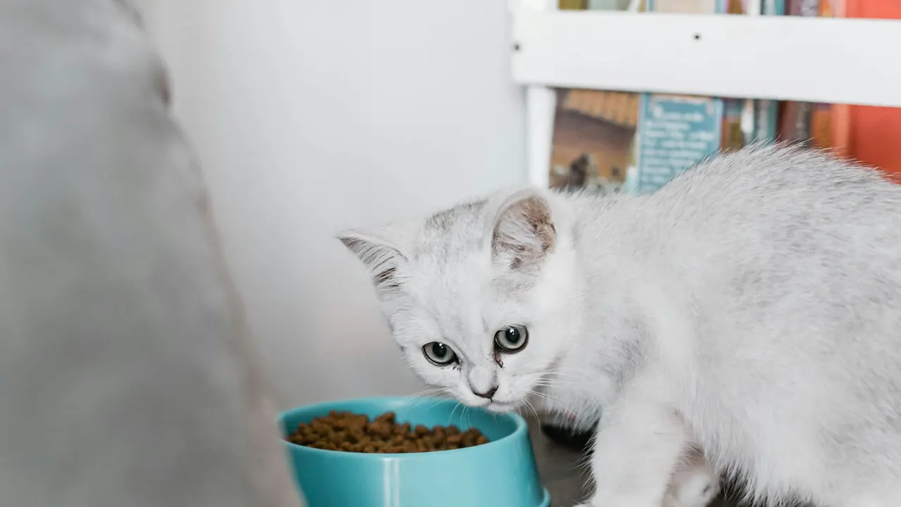 A kitten cautiously investigating a bowl of unfamiliar food