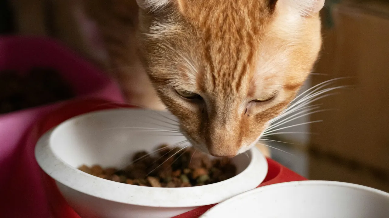 A cat eating from one of two bowls of food placed side by side